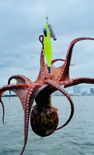 タコの釣果