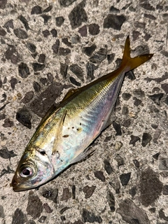 マアジの釣果