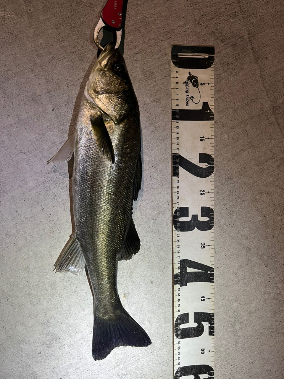 SHIMANO 20ヴァンフォード C2500SHGの最安値・インプレ・釣果 | 本音の
