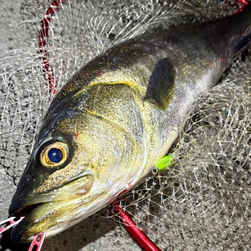 東京都で釣れたスズキの釣り・釣果情報 - アングラーズ | 釣果600万件
