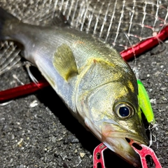 セイゴ（マルスズキ）の釣果