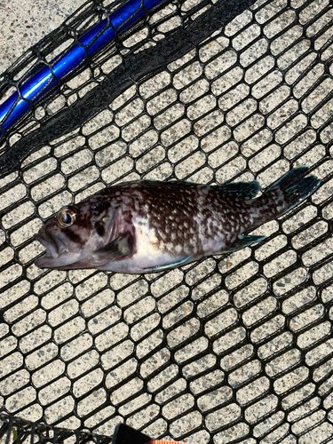 マゾイの釣果