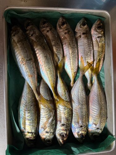 マアジの釣果