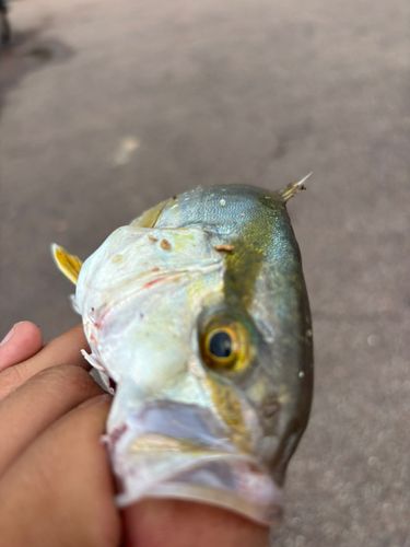 カンパチの釣果