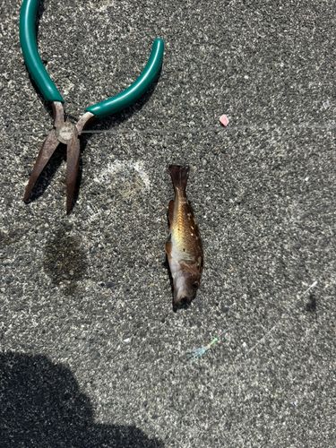 ガヤの釣果