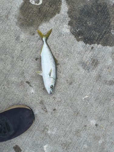 ヤズの釣果