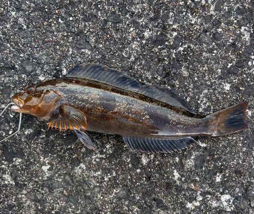 アブラコの釣果
