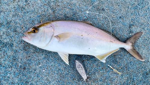 ショゴの釣果
