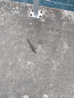 エソの釣果
