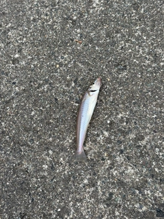 シロギスの釣果