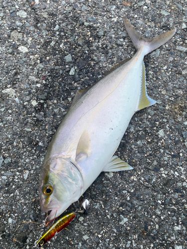 ショゴの釣果