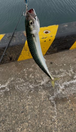 釣果