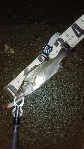 フッコ（ヒラスズキ）の釣果