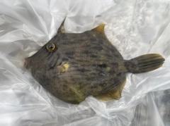 カワハギの釣果