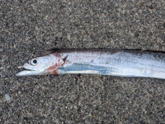 タチウオの釣果