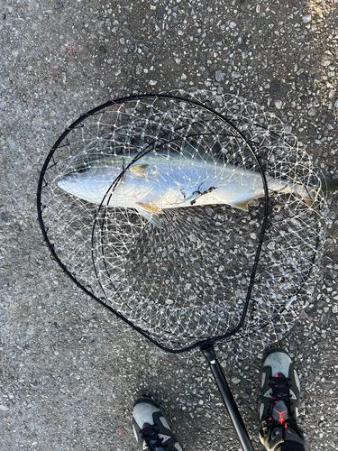 ブリの釣果