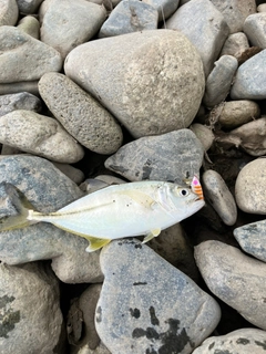 メッキの釣果