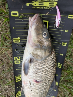 ニゴイの釣果