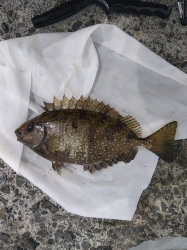 アイゴの釣果