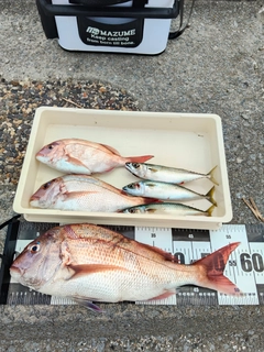 マダイの釣果