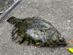 クロガシラガレイの釣果