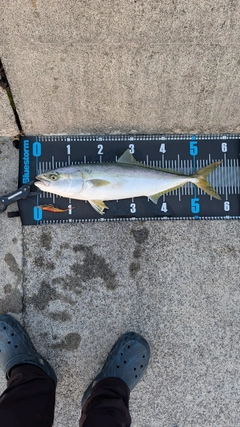 イナダの釣果