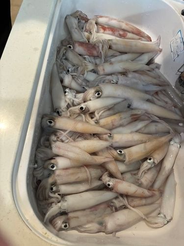 ケンサキイカの釣果