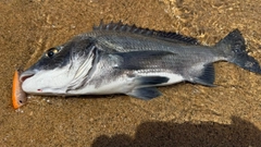 チヌの釣果