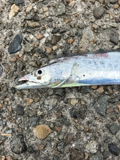 タチウオの釣果