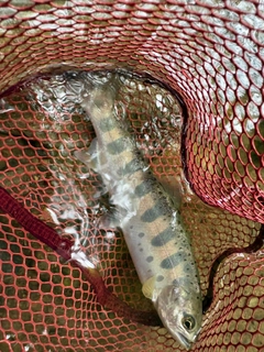 ヤマメの釣果