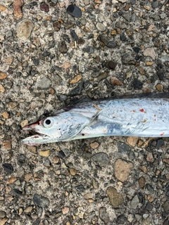 タチウオの釣果