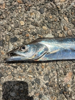 タチウオの釣果