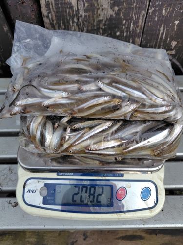 ワカサギの釣果