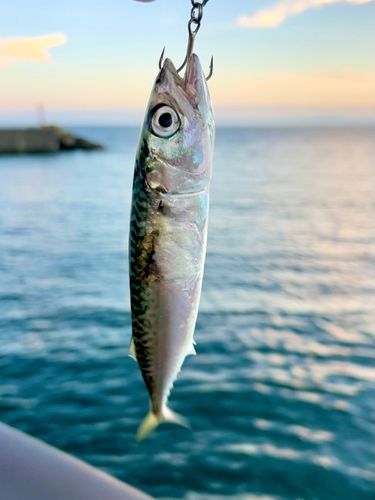 マサバの釣果