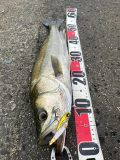 シーバスの釣果