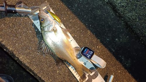 フッコ（ヒラスズキ）の釣果