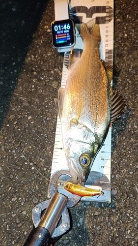 セイゴ（ヒラスズキ）の釣果