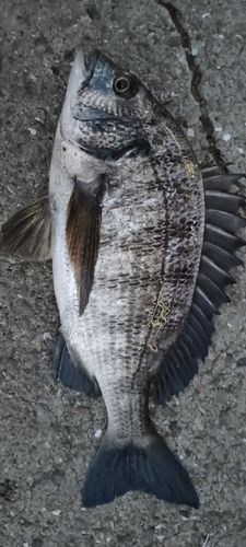 チヌの釣果