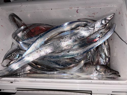 タチウオの釣果