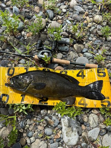 スモールマウスバスの釣果