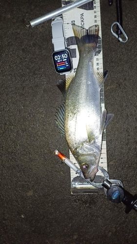 フッコ（ヒラスズキ）の釣果