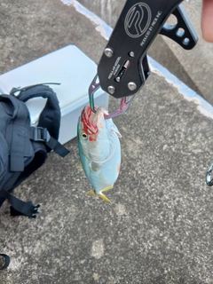 ワカシの釣果