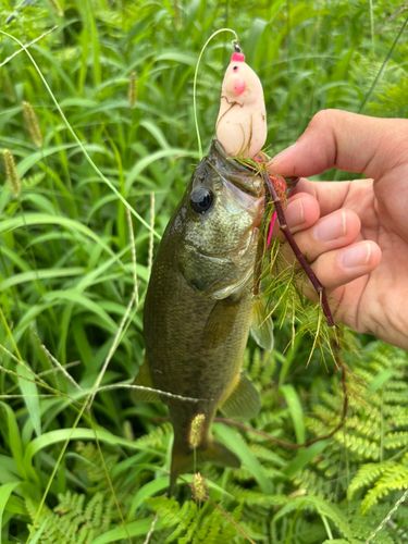 ラージマウスバスの釣果