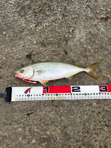 ワカシの釣果