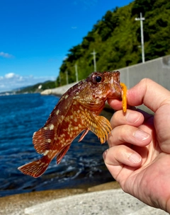 アコウの釣果
