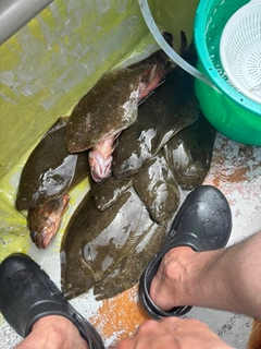 ヒラメの釣果