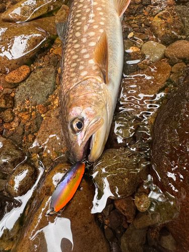 アメマスの釣果