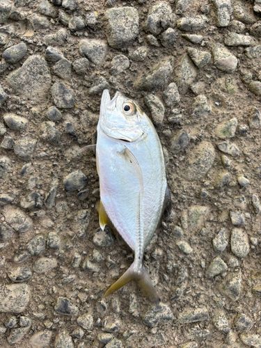 メッキの釣果