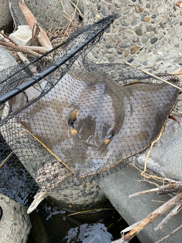 エイの釣果