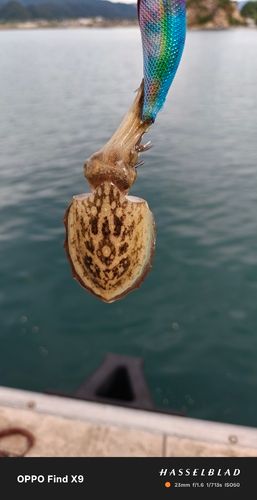 コウイカの釣果